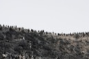 Penguins