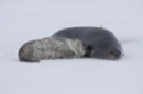 Seal