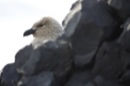Skua