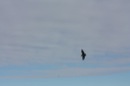 skua